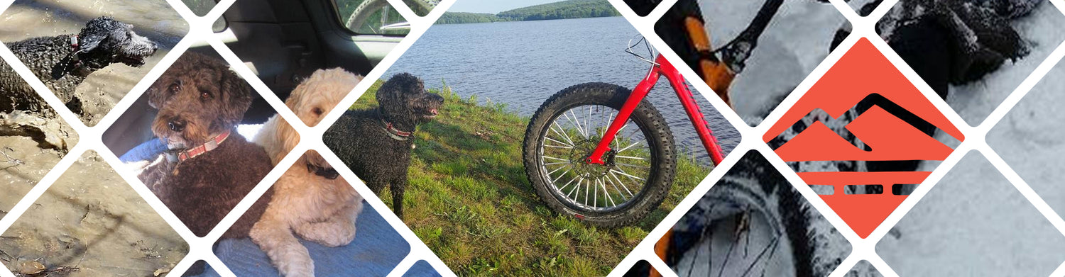 Pet ID Tags Reunite Mountain Biker and his Dog