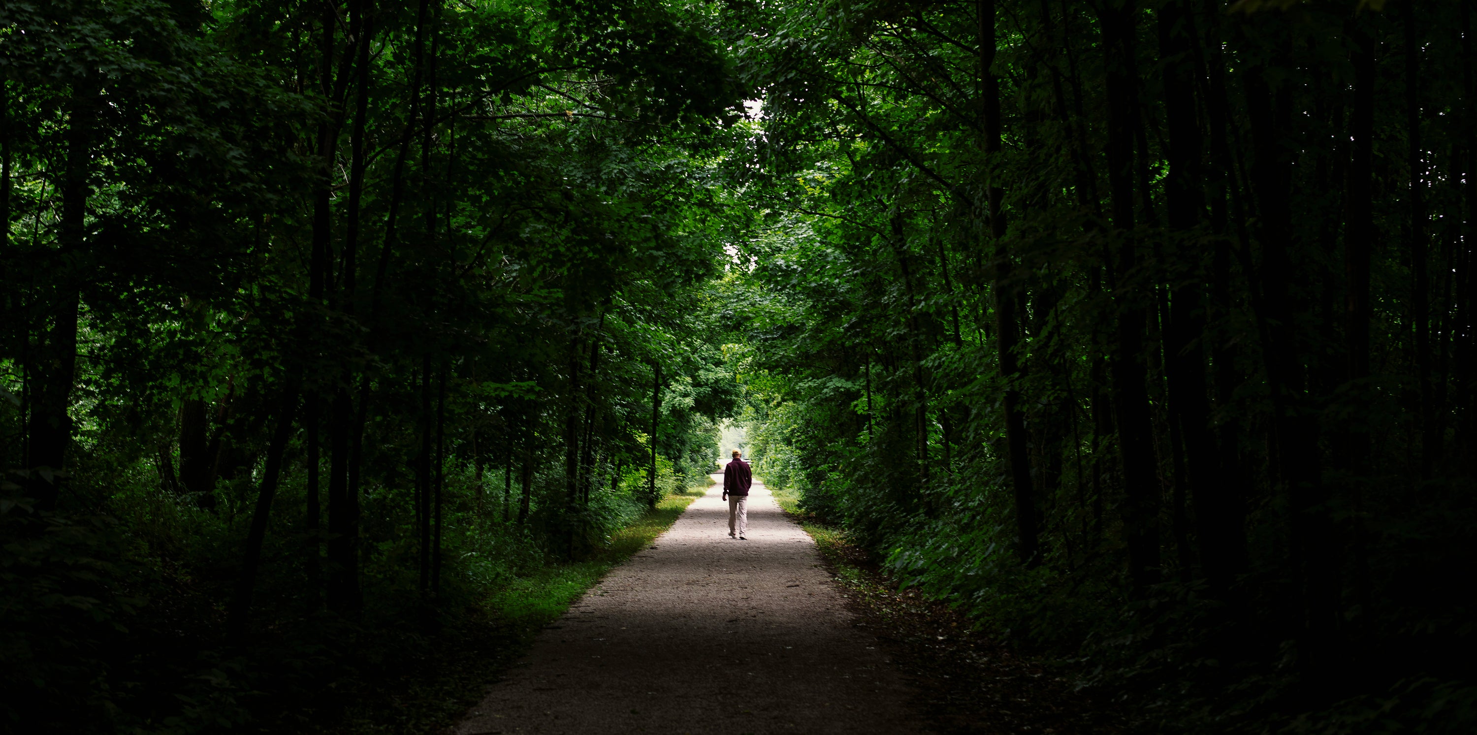 a walk through a lush cool forest path